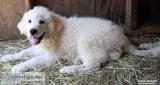 Great Pyrenees Female-Sale Price