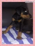 Ckc Doberman Pinscher puppies