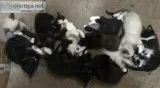 Kittens