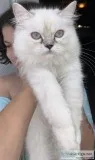 Female chinchilla persian