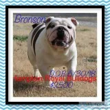 English Bulldog