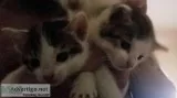 two male kittens
