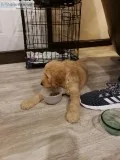 Adorable 8 week old Goldendoodle
