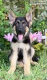 German Shepherd puppies