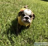 English bulldogs