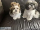 2 shih tzu