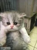 Persian Kittens