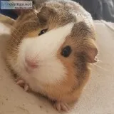 5 month old Male Guinea pig