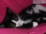 3 month old Tuxedo male kitten