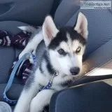 Siberian husky pure breed
