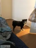 Miniature Aussie 