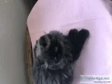 Persian kitten female