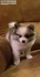 Pomeranian puppies