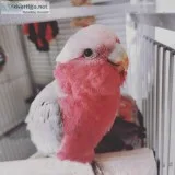 LOVELY Galah Cockatoo FOR SALE