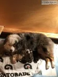 Mini Australian Shepherd Puppies born 6122019