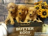 Purebred GOLDEN RETRIEVER puppies