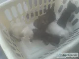 Kittys