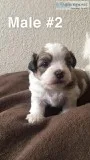 Shih Tzu x Maltese puppies (Mal-Shi)