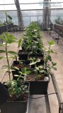 Largest Hydroponics Online Supplier - Hydro Experts