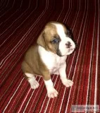 Boxer Puppies