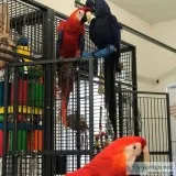 HYACINTH MACAW FOR SALE