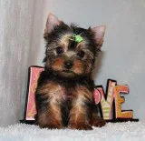 Micro Tiny Teacup Yorkie Puppy Boy (Stan)