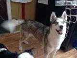 Siberian husky
