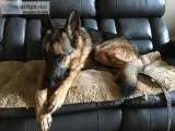 German Shepherd