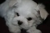 Maltese Puppy Male and Female