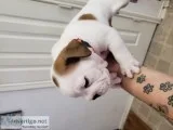 English Bulldog Puppies