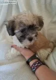 Bichonshih-tzu teddy bear puppies