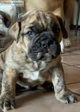 Olde English bulldogge puppies