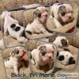 English Bulldog Puppies