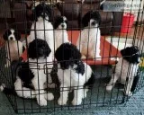 Goldendoodles