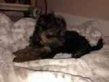 Yorkie Puppies