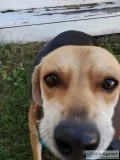 Free 1 12 yrs old beagle