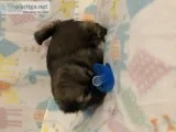 Shihtzu Puppyz