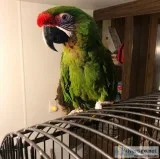 Lovely Military Macaw For Sale