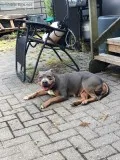 Tricolor  blue pitbull puppies