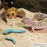 1 Leopard Gecko