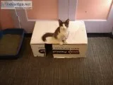 2 very very cute kittens