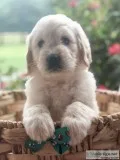 Beautiful English F1 standard size golden doodle boys