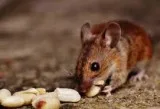 Get rid of unwanted guests