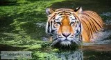 Tiger safari kanha national park