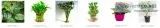 Air Purifying Plants - Indoor Plants Online &ndash Bangalore