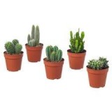 Cactus Plants Online - Cactus Plants for Sale Bangalore
