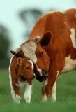 mommy s child