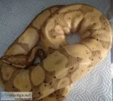 Python Baby Male Cinnabee 66% Het Albino