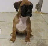Boxer puppies 09 weeks old healthy F and M BrindleFawn Boxer pup