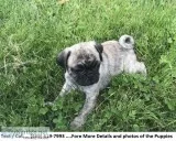 Appealing Akc Reg MF Pug Puppies for Re-homing..